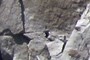 Climber??