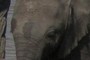 Baby Elephant