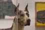 Taxidermy Dog