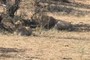 lions