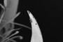 Dirty fingernails