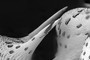 Propodeal spines