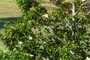 Magnolia Blossoms