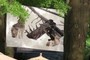 Wolf Photo