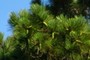Pine Cones