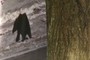 Bears