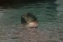 Boy in the water