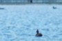 Ducks