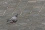 another pigeon