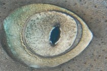 9543-210x140