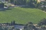 Vignoble