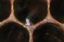 a bee egg