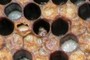 Sacbrood virus