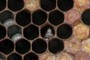 Comb Cells