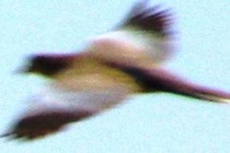 84187-210x140