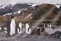 Penguins