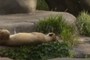 Lions at the Lincoln Park Zoo