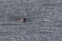 straggler