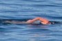 Swimmer
