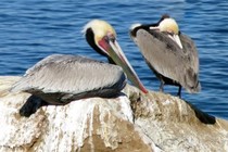 9575-210x140