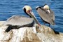 Pelicans
