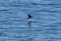 Skimming bird