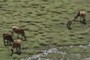 Cows 