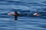 Swimmer