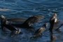 California Sea Lions