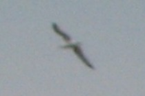 85185-210x140