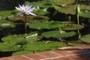 Lily pads