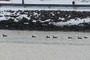Waterfowl