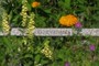 KATIE'S GARDEN