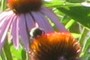 a bee on cornflower