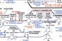 Catecholamines