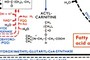 Acyl-carnitine