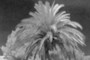 Palmera blanca