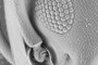Ant