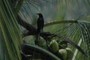 Bird in Coconut Tree