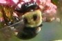 NEARBYNATURE BEE