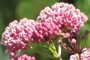 NEARBY NATURE PLANT