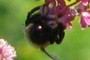 NEARBYNATURE BEE