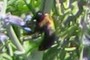NEARBYNATURE BEE