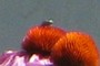 NEARBYNATURE BEETLE