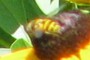 NEARBYNATURE FLY