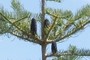 Pine cones