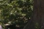 Other gigapan