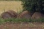 Sleeping bales