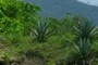 Agave