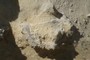 Shell fragments